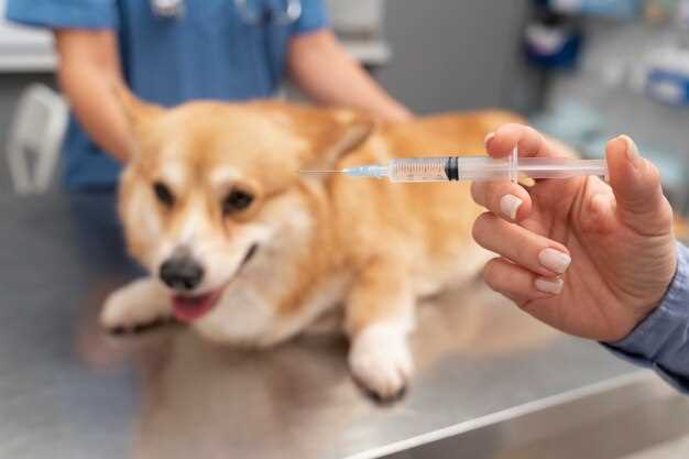 Administering Medication to Your Canine Companion