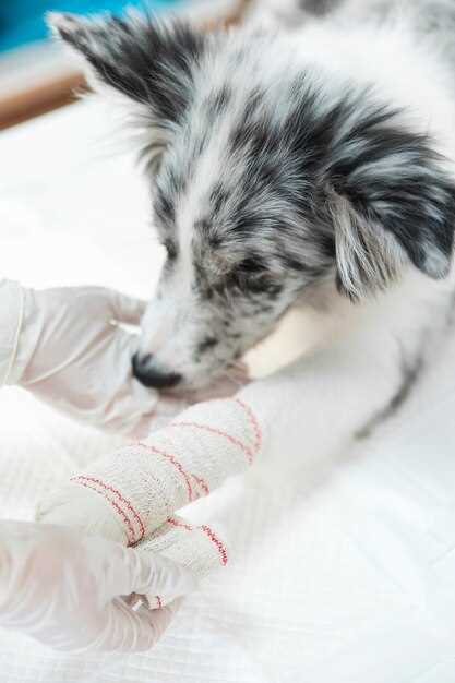 Understanding Canine Joint Issues