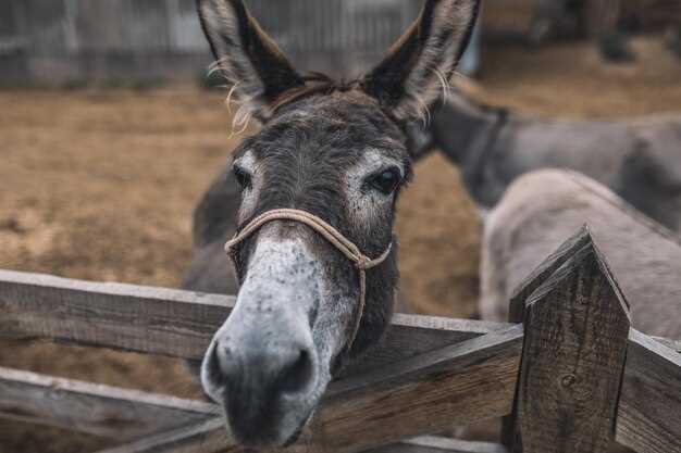 Empower Your Equine Partner