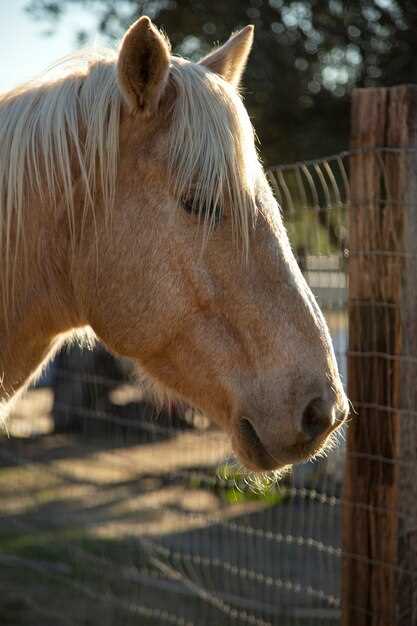 Methocarbamol equine