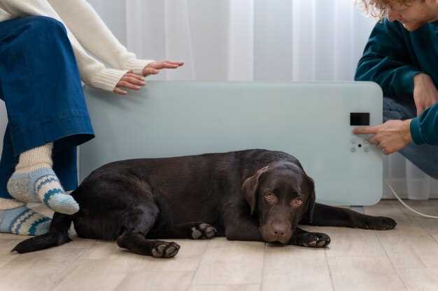 Methocarbamol for arthritis in dogs